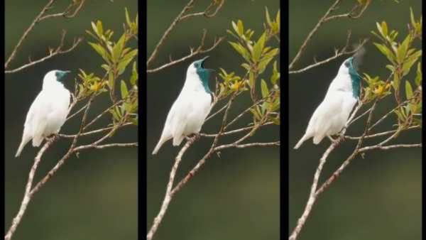 அட என்னங்க இது?.. இப்படி புகை விடுது.. பறவையை பார்த்து வியந்த நெட்டிசன்கள்! பரவும் வீடியோ