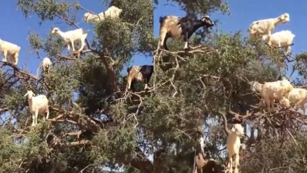 கண்ணை துடைச்சிட்டு பாருங்க.. இது பறவையில்லை.. மரத்தின் மீது கொத்து கொத்தாக ஆடுகள்.. என்னாச்சு?