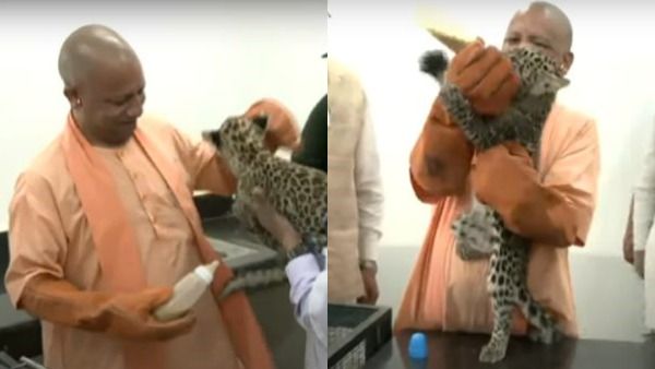 மோடியை தொடர்ந்து யோகி.. சீனுக்கு வந்த சிறுத்தை - “புட்டி பால்” தர முயற்சி! பயந்தோடிய சுட்டி குட்டி