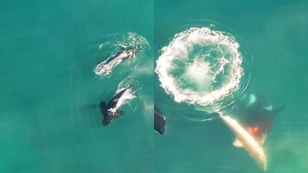 ப்ரிடேட்டர் தெரியுமா! கடலில் வேட்டை தாண்டவம் ஆடிய ராட்சச மீன்! முதல்முறை வீடியோவில் சிக்கிய அதிசயம்