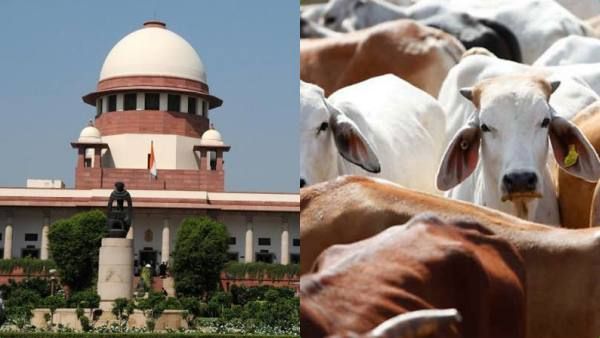 பசுவை தேசிய விலங்காக அறிவிக்க கோரிய மனு தள்ளுபடி.. கடிந்து கொண்ட உச்சநீதிமன்ற நீதிபதிகள்!