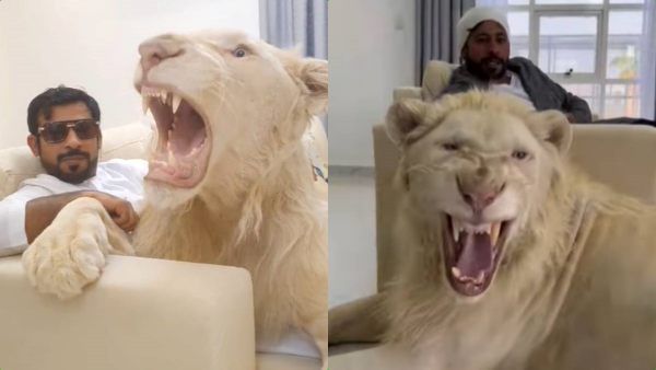 'காபி குடிக்கிறியா'.. சிங்கத்துடன் கொஞ்சும் நபர்.. பார்த்து சூதானமா இருக்க நெட்டிசன்கள் அட்வைஸ்!