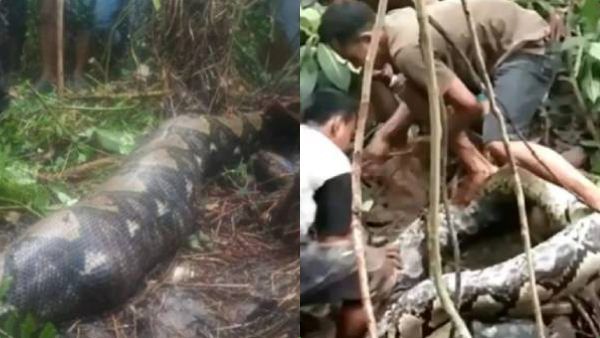 அசையாமல் கிடந்த 22 அடி பைத்தான் மலை பாம்பு.. வயிற்றுக்குள் பெண் உடல்! அதிர்ந்த கிராமம்! நடந்தது என்ன