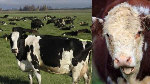 இனி ஆடு, மாடுகள் ஏப்பம் விட்டாலும் வரி! நியூசிலாந்தில் புதிய திட்டம்..ஏன் தெரியுமா? காரணத்தை பாருங்க