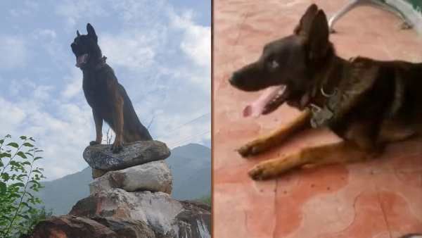 சல்யூட்.. குண்டு பாய்ந்தும் 2 தீவிரவாதிகளை அழிக்க உதவிய ‛ஜூம்’ நாய்.. ஜம்மு காஷ்மீரில் நெகிழ்ச்சி!