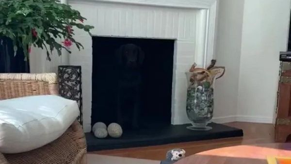 ஆப்டிகல் இல்யூஷன்: படத்தில் மறைந்திருக்கும் நாய்.. உங்க கண்களுக்கு தெரிகிறதா? கண்டுபிடிச்சா கிரேட்!