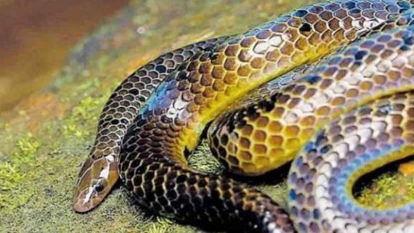 ஆஆ.. என்ன இது? 142 ஆண்டுகளுக்கு பின் தென்பட்ட அதிசய 'தங்க' பாம்பு! பார்த்ததும் ஆடிப்போன ஆய்வாளர்கள்