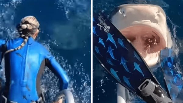 5 இன்ச் இடைவெளிதான்.. ராட்சத சுறாவிடம் இருந்து 'எஸ்கேப்பான' விஞ்ஞானி.. கதிகலங்க வைக்கும் வீடியோ