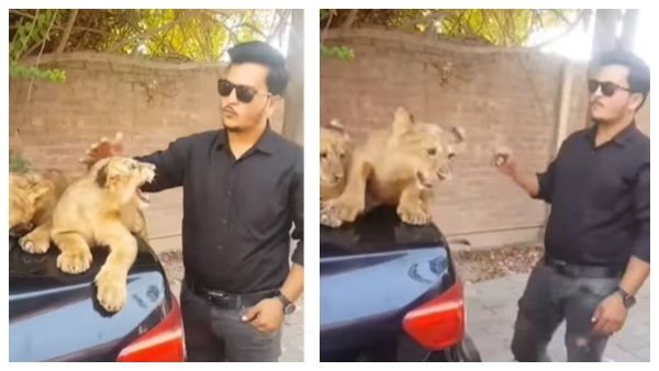 'காட்டுக்கு ராஜா'ன்னா சும்மாவா.. தொட்டு பார்த்தவருக்கு 'கிலி' காட்டிய சிங்க குட்டி.. பரவும் வீடியோ!