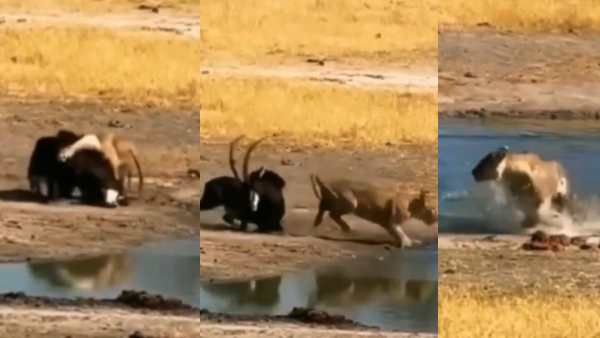 'நமது ராஜ தந்திரங்கள் அனைத்தும் வீணா போச்சே'.. மறிமானை தாக்க சென்று பல்பு வாங்கிய காட்டின் ராஜா!