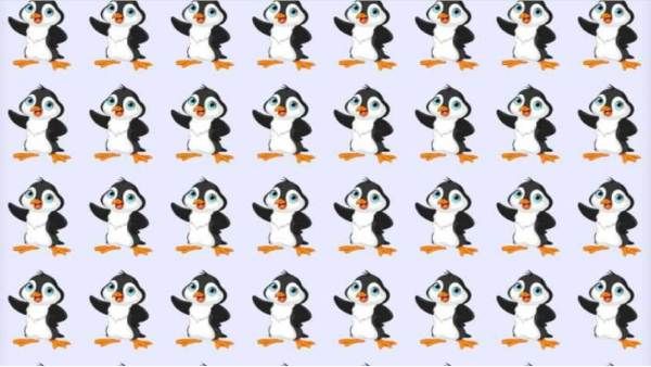 ஆப்டிகல் இல்யூஷன்: '40 பென்குயின்கள்' 'ஒன்று மட்டும் வித்தியாசமாக இருக்கு'.. கண்டுபிடிங்க பாஸ்!