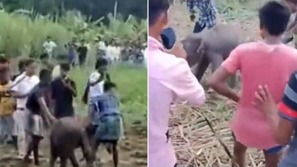 வழிதவறி வந்த குட்டி யானை.. காதை பிடித்து இழுத்து.. இரும்புக் கம்பியால் தாக்கிய கொடூர மக்கள்