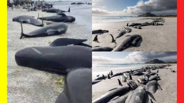 ப்ளூ கலரில் திடீர் சேஞ்ச்.. கொத்து கொத்தாக பீச்சில் திமிங்கலங்கள்.. சாத்தம் தீவில் பரபரப்பு..!