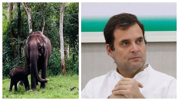 காயம்பட்ட குட்டி யானை.. கலங்கிபோன ராகுல் காந்தி.. உருக்கமாக செய்த செயல்.. நெகிழ்ச்சி சம்பவம்