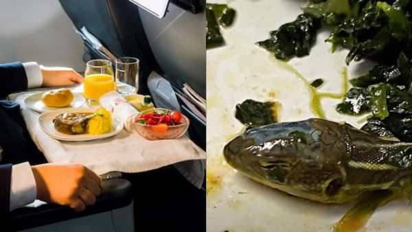 'எம்மோ! என்னது இது கருப்பா'.. விமானத்தில் வழங்கப்பட்ட மீல்ஸில் பாம்பு தலை.. தலைசுற்றிப்போன பயணிகள்!