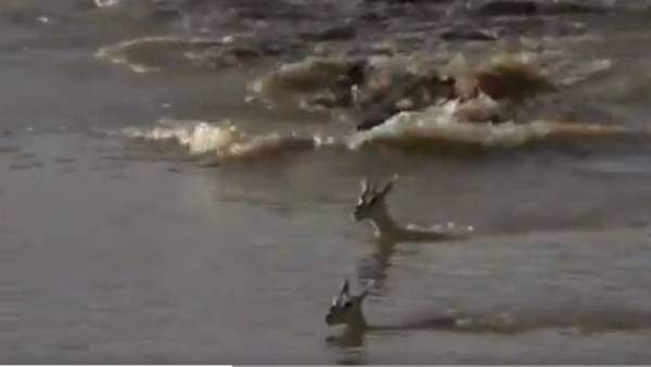 இதுதான் தாய் பாசம்! நெருங்கி வந்த முதலை.. தன் குட்டியை காப்பதற்காக.. அம்மா 