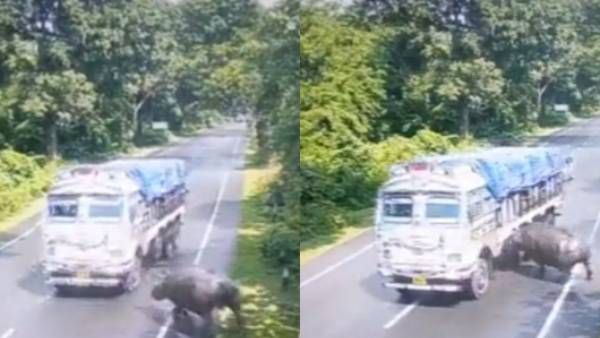 பதற வைக்கும் காட்சி.. சாலையை கடக்க முயன்ற காண்டாமிருகம்.. முட்டி தூக்கிய லாரி.. ப்பா.. அந்த நொடி!