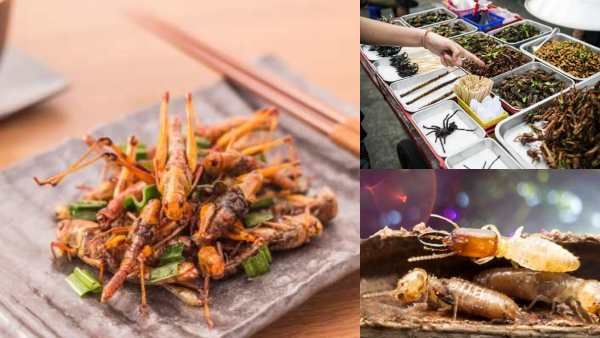 வெட்டுக்கிளி வறுவல்.. கரப்பான் பூச்சி துவையல்.. இனி இதுதான் எதிர்கால சாப்பாடு.. இதை படிங்களேன்! :