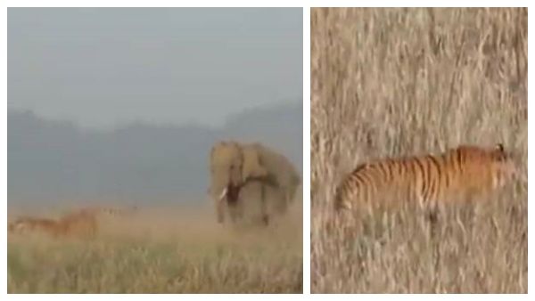 யானையை வம்புக்கு இழுத்த புலி.. அப்புறம் நடந்தது தான் ட்விஸ்ட்.. எடுத்தது பாருங்க ஓட்டம்!