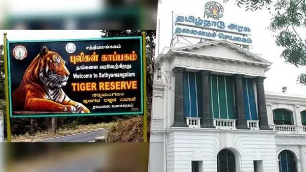 கோயில் திருவிழா.. சத்தியமங்கலம் புலிகள் சரணாலயத்திற்கு பாதிப்பு? நீதிமன்றத்தில் தமிழக அரசு விளக்கம்