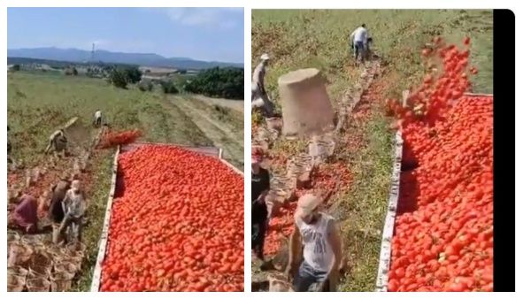 'படையப்பா ரஜினி ஸ்டைலில்'.. அசால்டாக தக்காளிகளை டிரக்கில் ஏற்றும் வாலிபர்.. டிரெண்டாகும் வீடியோ!