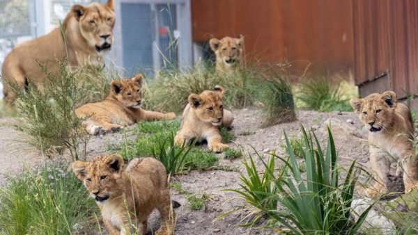 சிங்கங்கள் எஸ்கேப் ஆகிடுச்சே.. பத்தே செகண்டில் மொத்த உயிரியல் பூங்காவும் காலி - அலறிய ஆஸ்திரேலியா