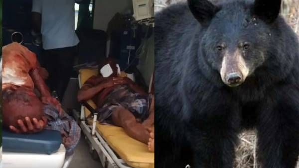 தென்காசியில் 3 பேரை கொடூரமாக கடித்து குதறிய கரடி மரணம்.. பிரேத பரிசோதனை சொல்வது என்ன?