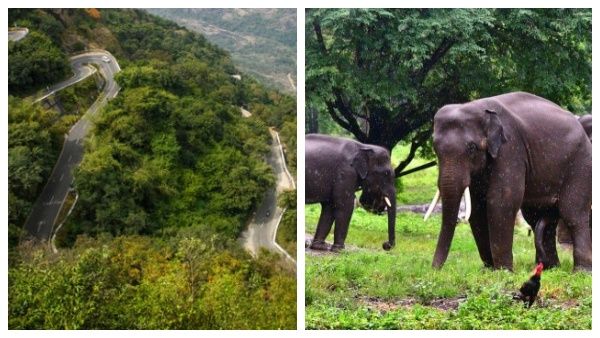செம சான்ஸ்.. ஆனைமலைக்கு ஓர் சுற்றுலா.. மூலிகை 'டீ'.. பழங்குடியினர் உணவு.. கட்டணம் இவ்வளவுதான்!