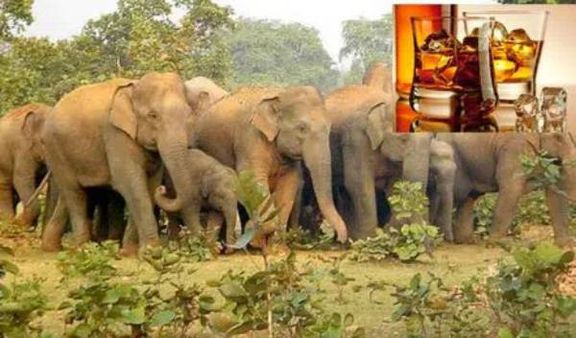 முந்திரி தோப்புக்குள் சாராயம் தயாரித்த பழங்குடியின மக்கள்.. தண்ணீர் என குடித்து மட்டையான யானைகள்!