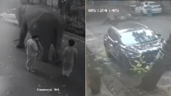 தந்தத்துடன் வலம் வந்த யானை லட்சுமி! தும்பிக்கை துடிக்க துடிக்க இறந்த அந்த ஒரு நொடி.. சிசிடிவி காட்சி