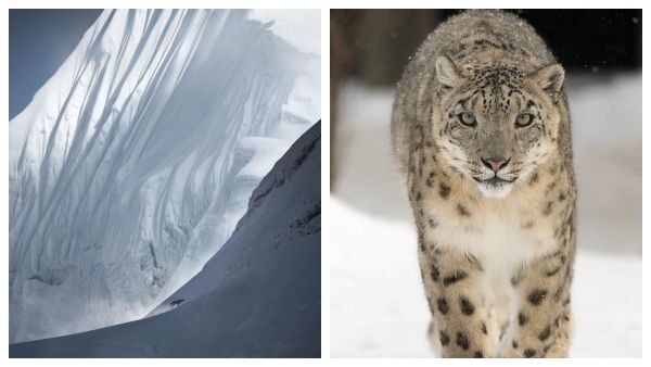 அம்மாடியோவ்.. 18 ஆயிரம் அடி உயரத்தில் கம்பீரமாக சுற்றிய பனிச்சிறுத்தை.. நெட்டிசன்கள் பிரம்மிப்பு