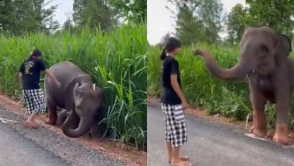 காப்பாத்த வந்த இடத்துல காப்பாத்திட்டியே! ரொம்ப தாங்க்ஸ் மா! துதிக்கை தூக்கி நன்றி சொன்ன குட்டி யானை!