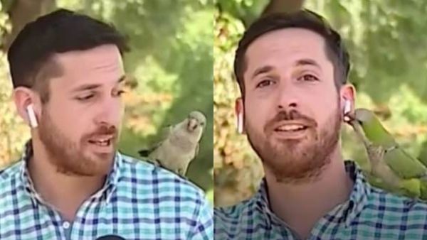 நேரலையில் செய்தி வழங்கிய ரிப்போர்ட்டரிடம் 'இயர்போனை ஆட்டைய போட்ட கிளி'.. பரவும் வீடியோ!