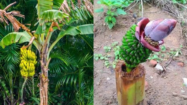 எண்ட் கார்ட் போட்டு எகத்தாளமா பண்றீங்க!எனக்கு எண்டே கிடையாது! வெட்டியும் தார் போட்ட அதிசய வாழை மரம்