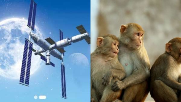 விண்வெளியில் உடலுறுவு வைத்தால் குழந்தை பிறக்குமா? ஆய்வுக்காக குரங்குகளை அனுப்பும் சீனா!விபரீத சோதனை