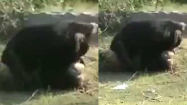 பயங்கரம்! தென்காசியில் கரடி கடித்து குதறியதில் 3 பேர் கவலைக்கிடம்.. குலைநடுங்க வைக்கும் வீடியோ