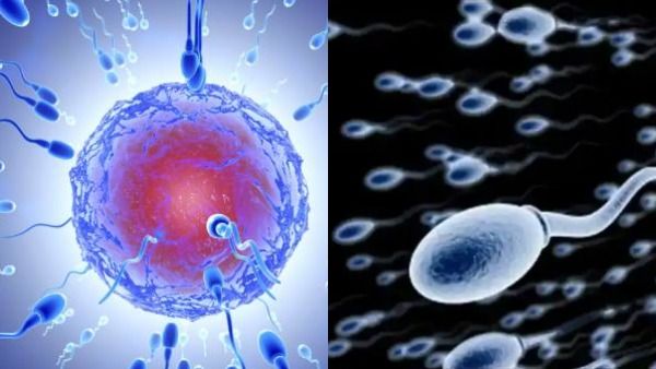 ஷாக்! இளைஞர்களின் வாழ்க்கையில் 'சம்பவம்' செய்த கெமிக்கல்ஸ்.. உலக அளவில் அதிகரித்த விந்தணு குறைபாடு!