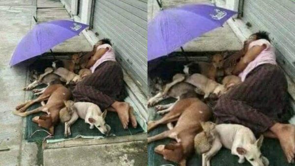 குட்டி பெட்ஷீட்.. 7 தெருநாய்களோடு தூக்கம்.. இந்த மனசுதான் சார் கடவுள்ங்கறது!