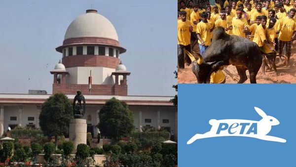 ஒரே கேள்வி.. பாசமாக வளர்க்கப்படும் காளைகள்..ஜல்லிக்கட்டை நடத்தலாமா? பீட்டாவிடம் கேட்ட உச்சநீதிமன்றம்