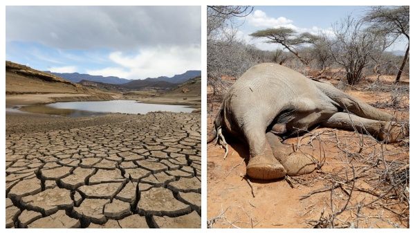 உணவு-தண்ணீர் கிடைக்கல.. அப்படியே மயங்கி விழுந்து 205 யானைகள் பலி.. கென்யாவில் அகோர வறட்சி.. சோகம்