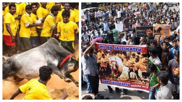 ஜல்லிக்கட்டு தடையும்..கொதித்து எழுந்த தமிழ் சமுதாயமும்...வீர விளையாட்டு மீண்டு வந்தது எப்படி?