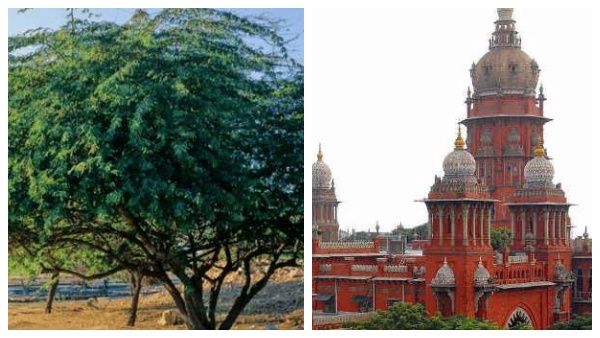 சீமைக்கருவேல மரங்களுக்கு இணையாக நாட்டு மரங்களை நட வேண்டும்.. தமிழக அரசுக்கு ஹைகோர்ட் போட்ட உத்தரவு