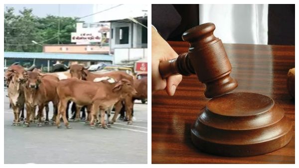 ரோட்டில் நின்ற மாடுகள்.. ரொம்ப தப்பு.. 'ஓனரை' தூக்கி உள்ளே உட்கார வைத்த நீதிமன்றம்! குஜராத்தில்தான்!