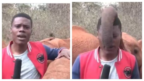 நேரலையில் பேசிய செய்தியாளரிடம் குட்டி சேட்டை செய்த யானைக்குட்டி.. ரசிக்க வைத்த வீடியோ