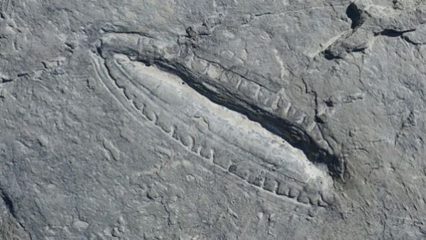 55 கோடி ஆண்டுகளுக்கு முந்தைய 'மீல்ஸ்'.. இதுதான் மிக பழமையான உணவு!விஞ்ஞானிகள் கண்டுபிடித்த 'அதிசயம்'