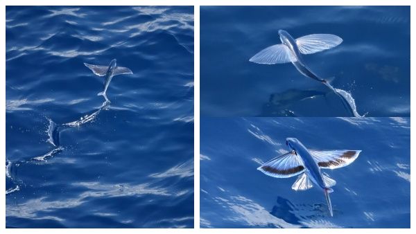 13000 அடி ஆழத்தில்.. கடலுக்கு அடியில் முன்னோர்களின் மலை.. உள்ளே பார்த்தால்.. ஆ.. வியந்த விஞ்ஞானிகள்!