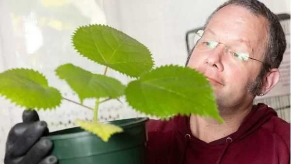 முள் உரசினாலே 'தற்கொலை' தான்.. உலகின் மிக ஆபத்தான செடி.. கூண்டில் வைத்து வளர்க்கும் மனிதர்!