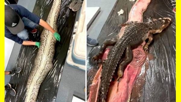 திக்.. திக் நொடிகள்.. 18 அடி மலைப்பாம்பு கருணைக்கொலை.. வயிற்றுக்குள் கிழித்து பார்த்தால்.. ஓ காட்