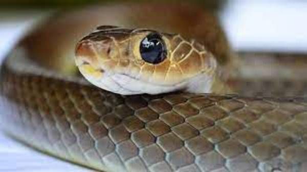 அடிக்கடி பாம்பு கனவில் வருது..பூசாரியை நம்பி செஞ்ச பரிகாரம்..பாம்பிடம் நாக்கை நீட்டி.. கதறிய விவசாயி