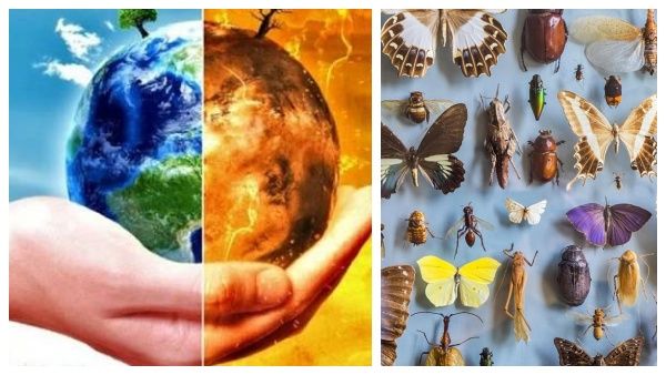 பேராபத்து வருகிறதா? பருவநிலை மாறுபாட்டால் 65% பூச்சி இனங்கள் அழிந்துபோக வாய்ப்பு..எச்சரிக்கும் ஆய்வு